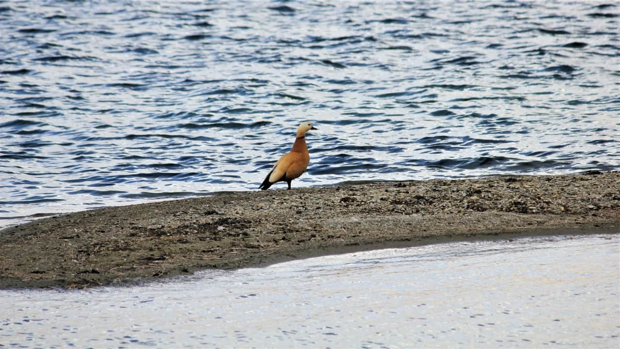 Tso Moriri Lake, Ladakh (Image: Canva)
