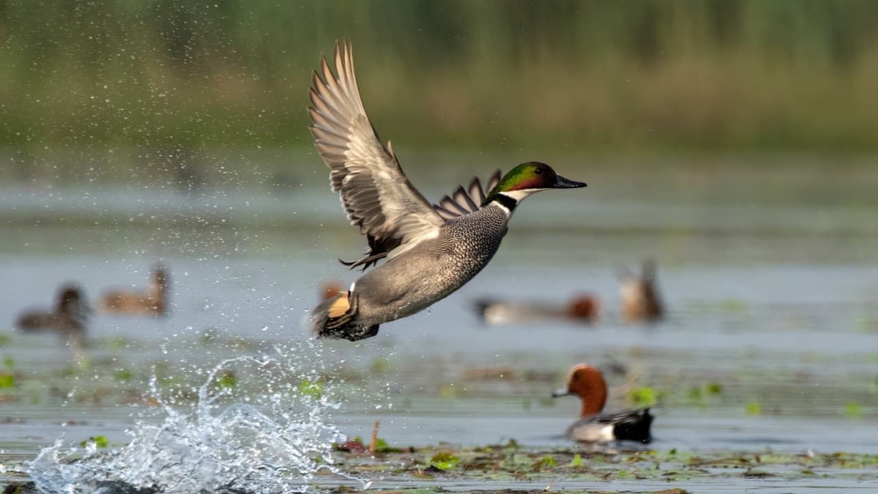 Migratory birds flocking to a tranquil wetland, showcasing the beauty of nature's cycle. (Image: Canva)