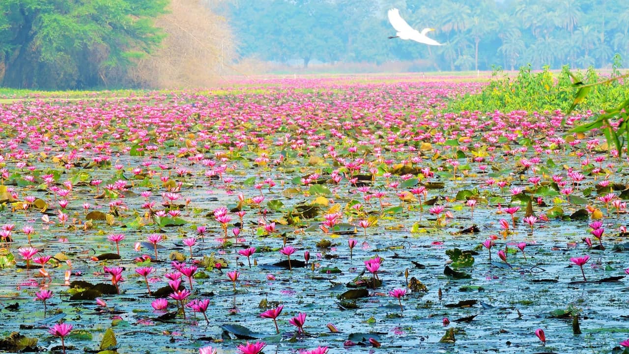 Gulawat Lotus Valley: Asia’s Largest Lotus Paradise Awaits in This Indian City!