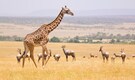 Ultimate Masai Mara National Reserve Travel Guide: Discover Kenya's Safari Paradise