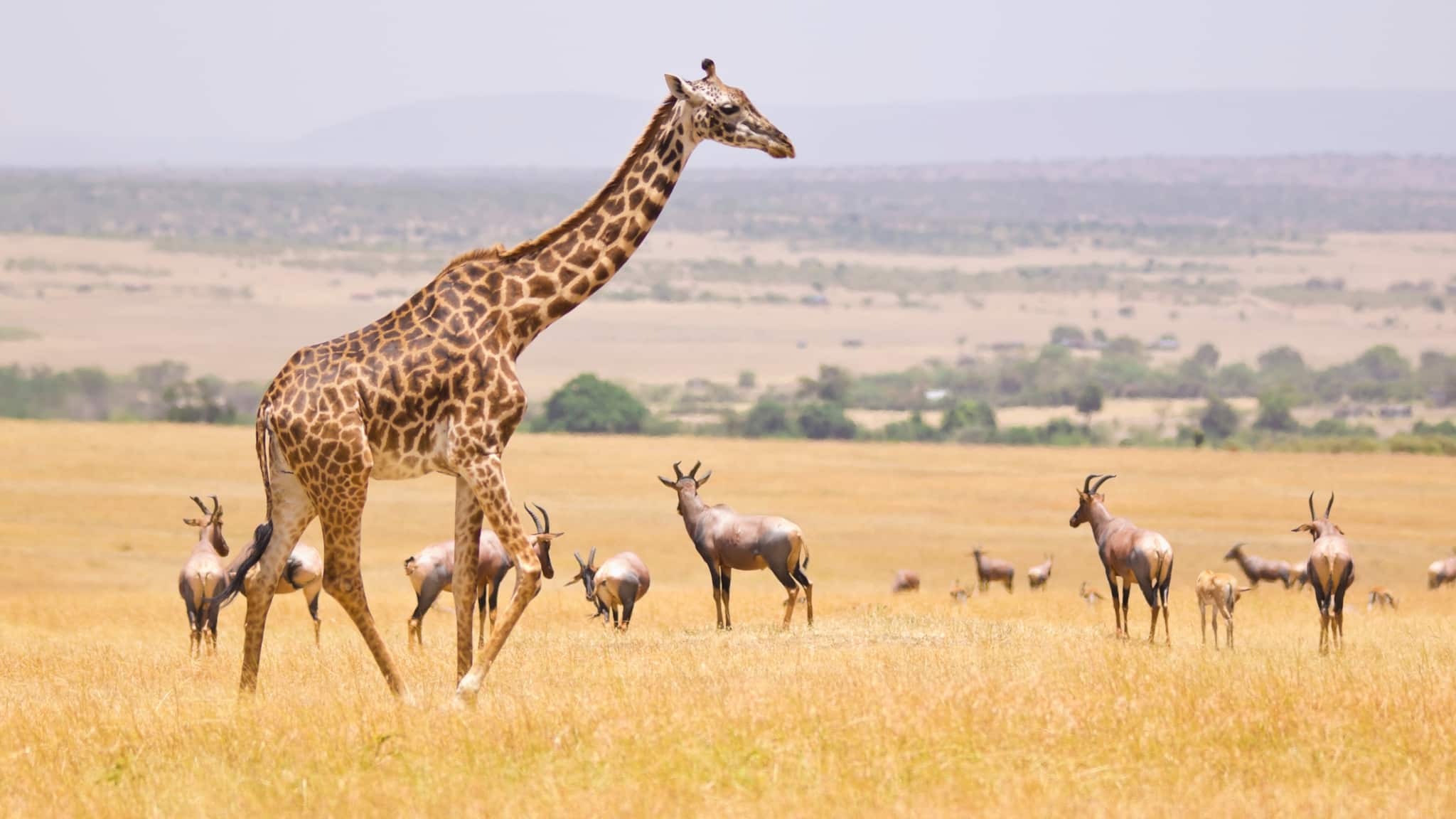 Ultimate Masai Mara National Reserve Travel Guide: Discover Kenya's Safari Paradise