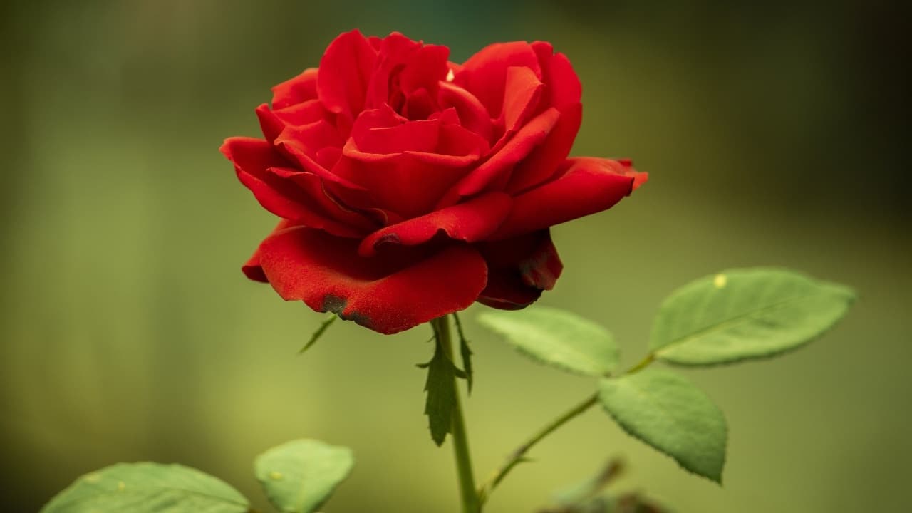 Valentine's Week celebrations: Thoughtful ways to express your love on Rose Day
