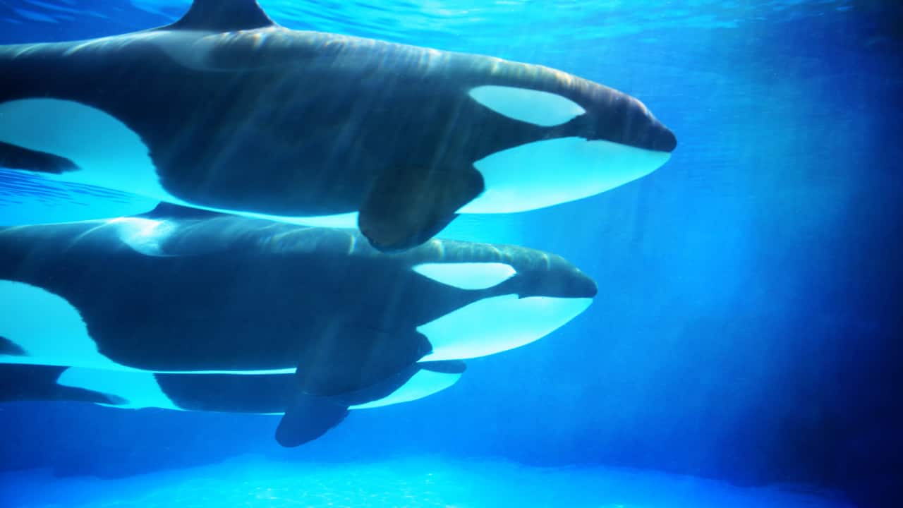 Orcas unmasked: DNA reveals killers of great white shark that died mysteriously in Australia