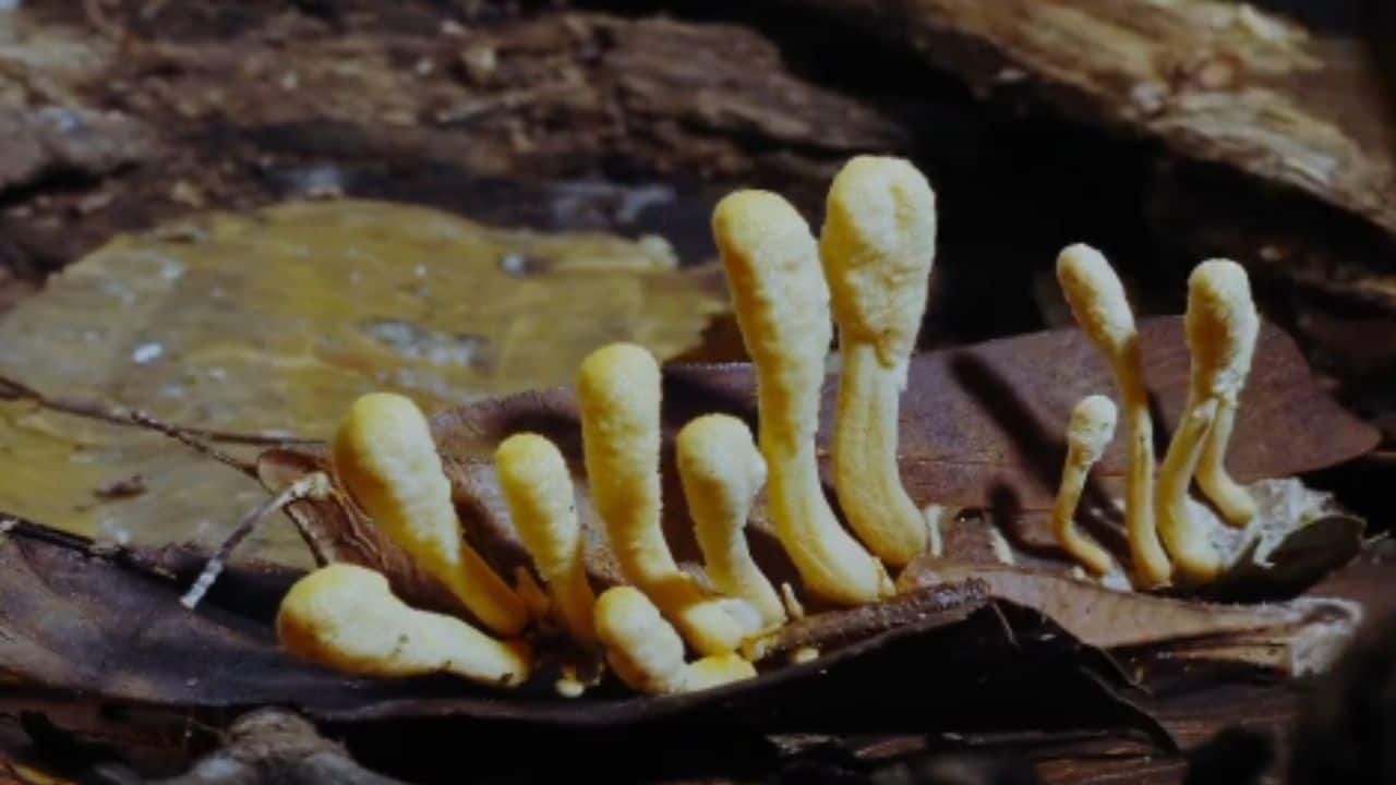 Fungus bursts out: After the host dies, the fungus grows out of its body. It releases spores, infecting more insects and continuing the deadly cycle. (Image: Steve Backshall)