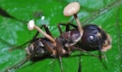 Zombie fungus: The weird fungus that can take over insects’ brains Zombie fungus: The weird fungus that can take over insects’ brains