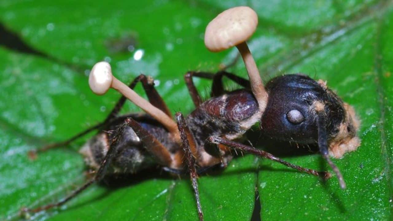 Zombie fungus: The weird fungus that can take over insects’ brains