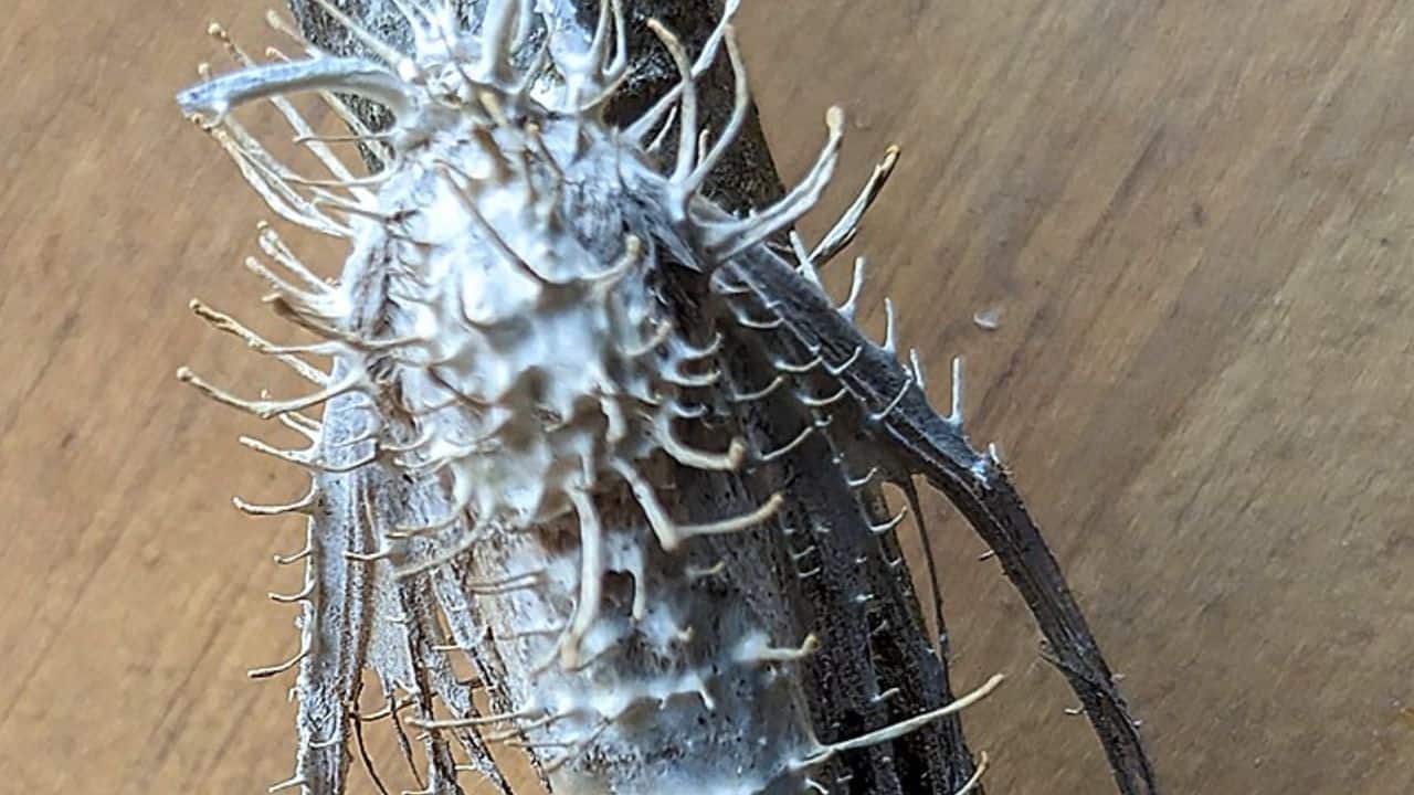  Scientists studying fungus: Researchers are studying how the fungus controls insects. Understanding this could lead to medical breakthroughs in treating neurological disorders. (Image: @BUNKlNS/X)