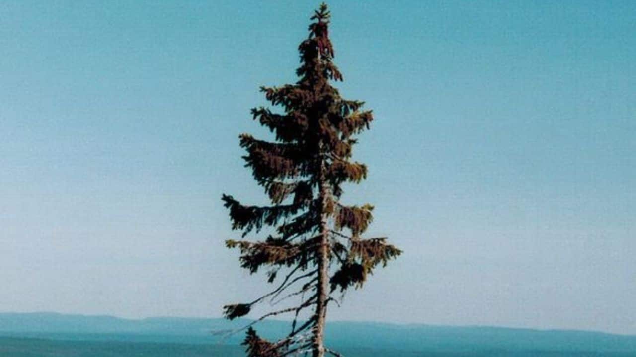 Older Than Pyramids: Old Tjikko sprouted nearly 9,560 years ago, predating the Egyptian pyramids, Stonehenge, and the rise of human civilisation as we know it. (Image: @UrnaBios/X)