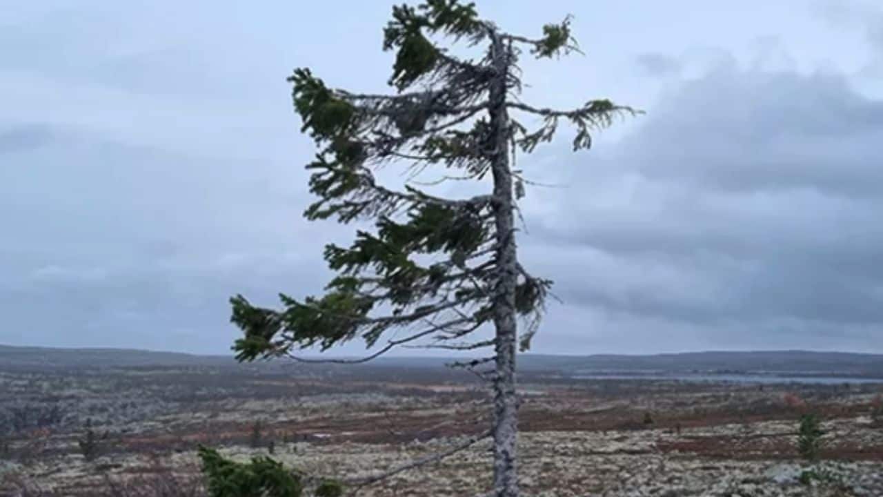  A Testament to Time: Old Tjikko’s resilience is a reminder of nature’s power, showing how life can persist for thousands of years against all odds.(Image: @guragel/X)