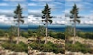 The World's Oldest Tree Has Been Alive for Over 9,000 Years The World's Oldest Tree Has Been Alive for Over 9,000 Years
