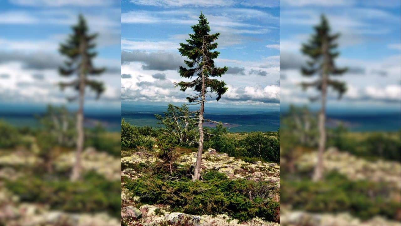The World's Oldest Tree Has Been Alive for Over 9,000 Years