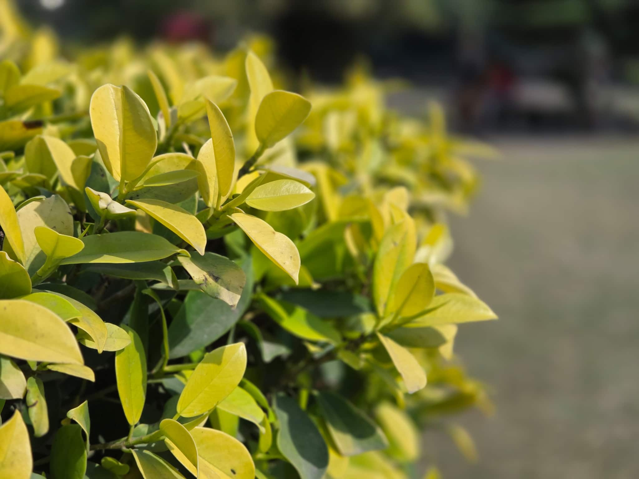 Galaxy S25 camera sample
