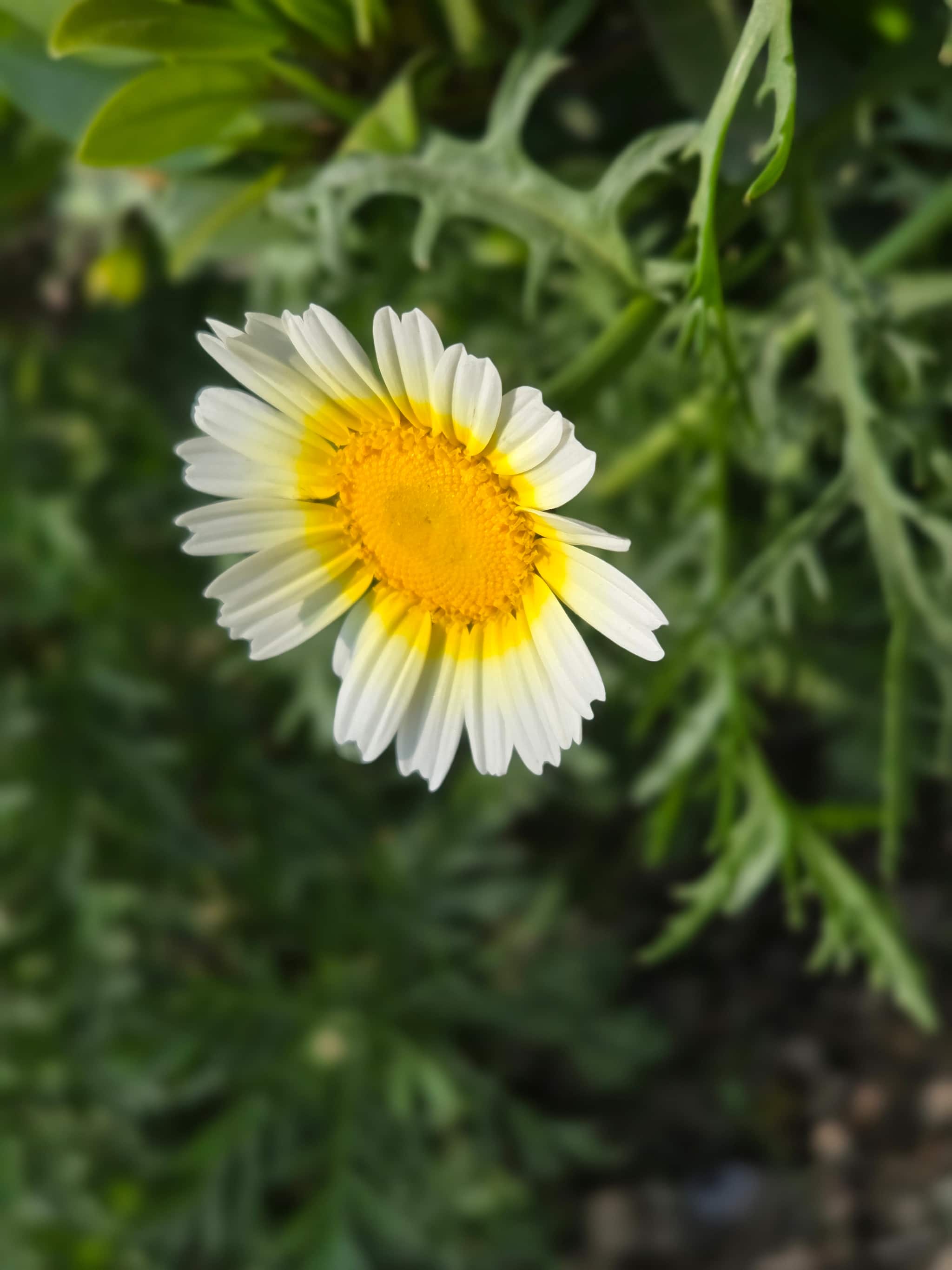 Galaxy S25 camera sample