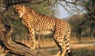 Madhya Pradesh: Cheetahs Prabhash and Pavak to get new home on Sunday
