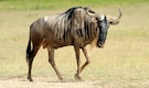 10 must-see animals in Masai Mara National Park 10 must-see animals in Masai Mara National Park