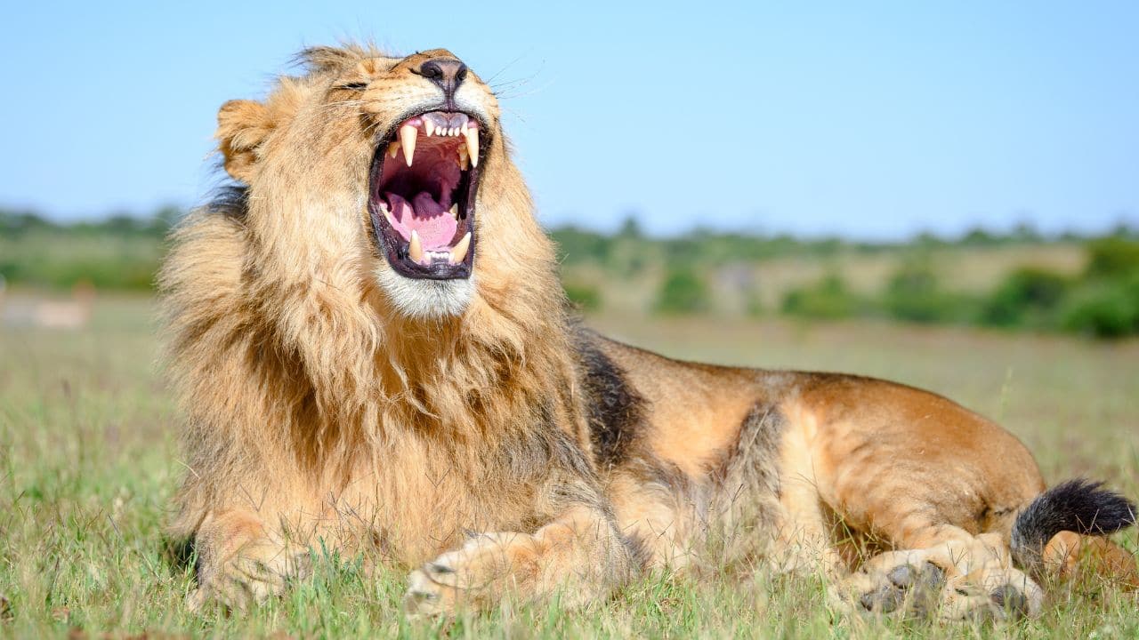 African lion: The African lion, the &quot;king of the jungle,&quot; roams in prides. These powerful predators are often seen resting in the shade or hunting in groups. (Image: Canva)
