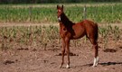 Meet 'Polo Super Ponies': World’s first genetically modified horses bred for 'explosive speed' in Argentina