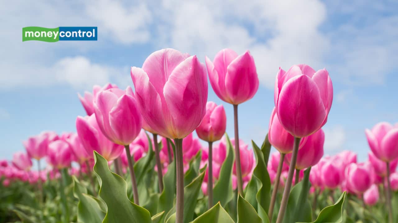 Delhi Tulip Festival 2025: Dates, Timings, and Nearest Metro