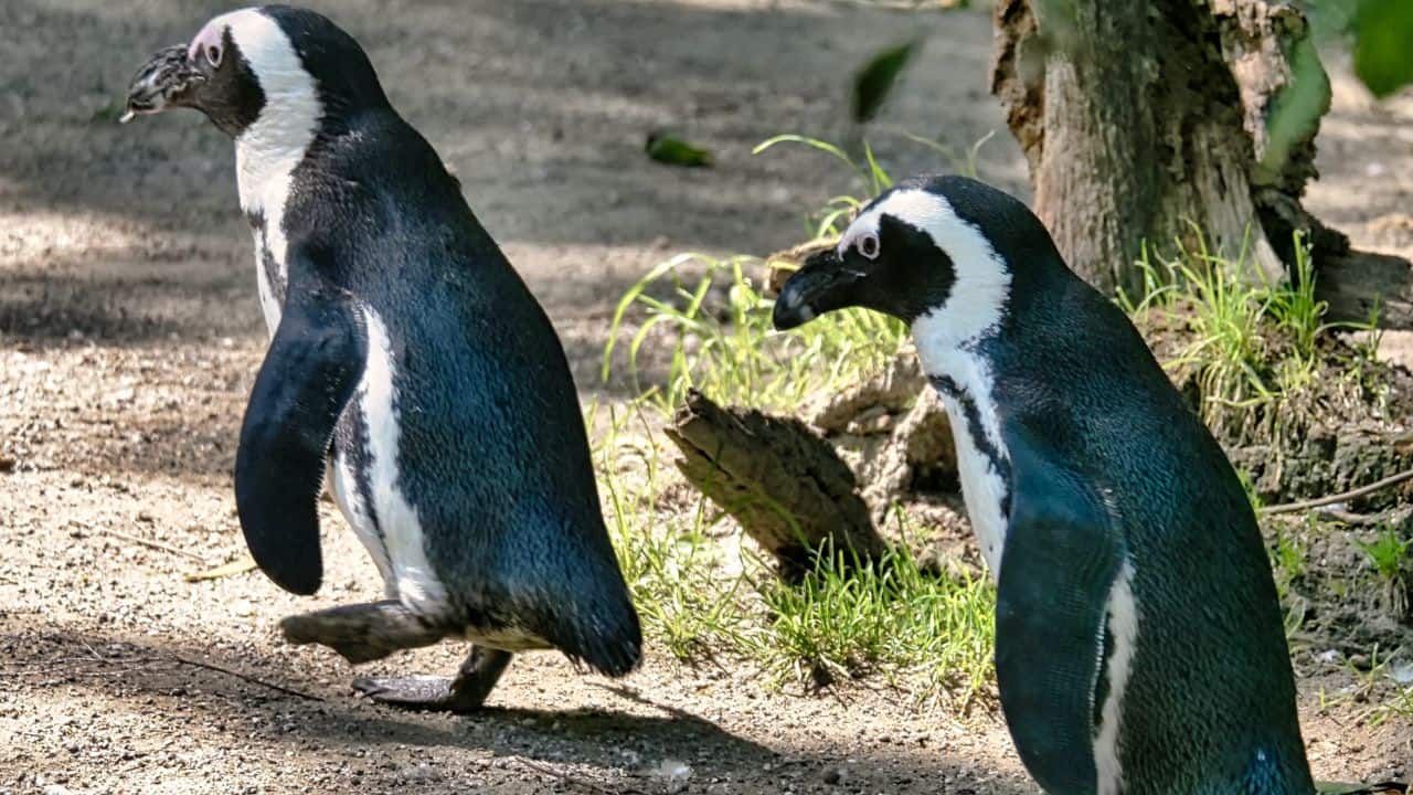 Great Auk: The great auk, a flightless bird that went extinct in the 19th century, is being revived through DNA sequencing. Scientists hope to reintroduce the species to its native habitats. (Image: Canva)