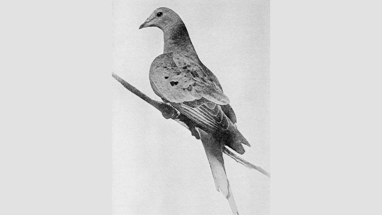Passenger Pigeon: The passenger pigeon, once the most abundant bird species in North America, is being revived through genetic engineering. Scientists aim to restore its population and ecological role. (Image: Wikimedia commons)