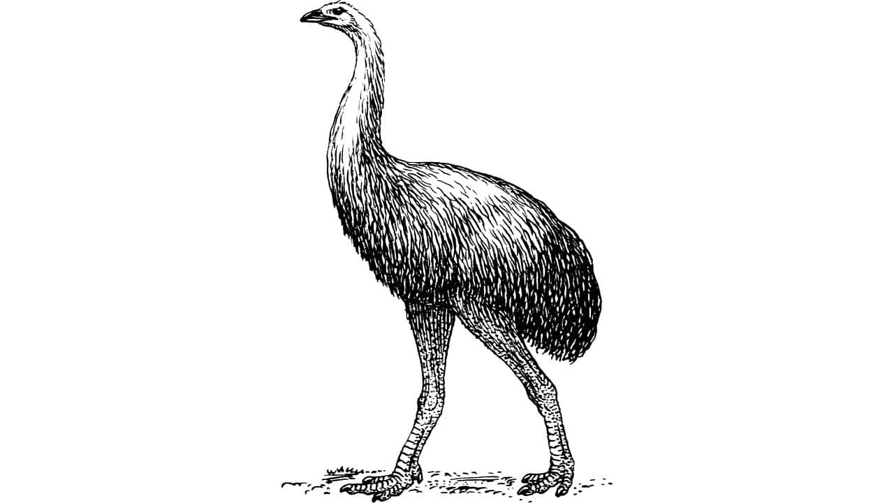 Moa: The moa, a giant flightless bird from New Zealand, is being revived through DNA analysis. Scientists hope to understand its evolution and ecology, and potentially reintroduce the species. (Image: Canva)