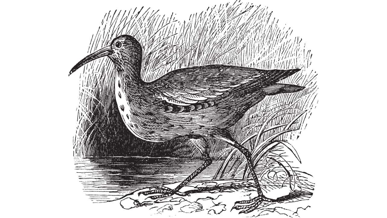 Eskimo Curlew: The Eskimo curlew, a migratory bird that went extinct in the 1960s, is being revived through genetic research. Scientists aim to understand its population decline and potentially reintroduce the species. (Image: Canva)