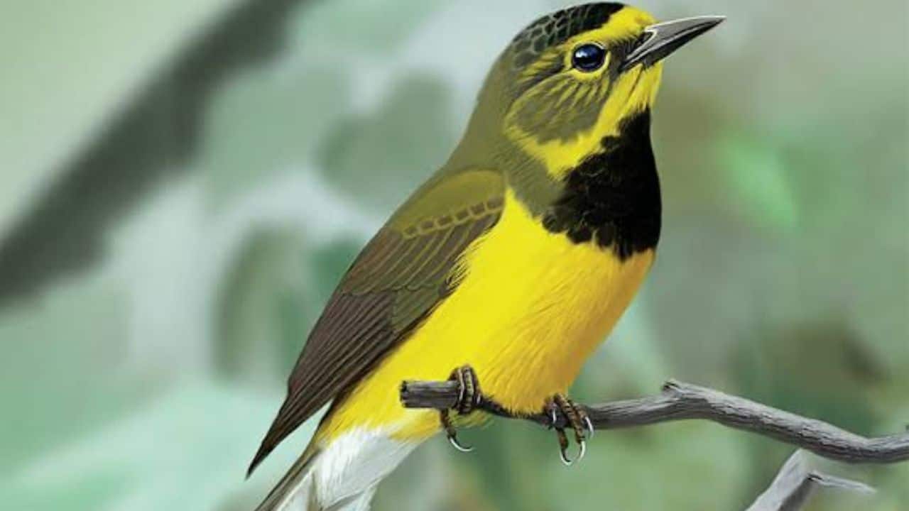 Bachman's Warbler: Bachman's warbler, a songbird that went extinct in the 1980s, is being revived through DNA sequencing. Scientists hope to understand its evolution and ecology, and potentially reintroduce the species. (Image: Pacific Forest Trust)