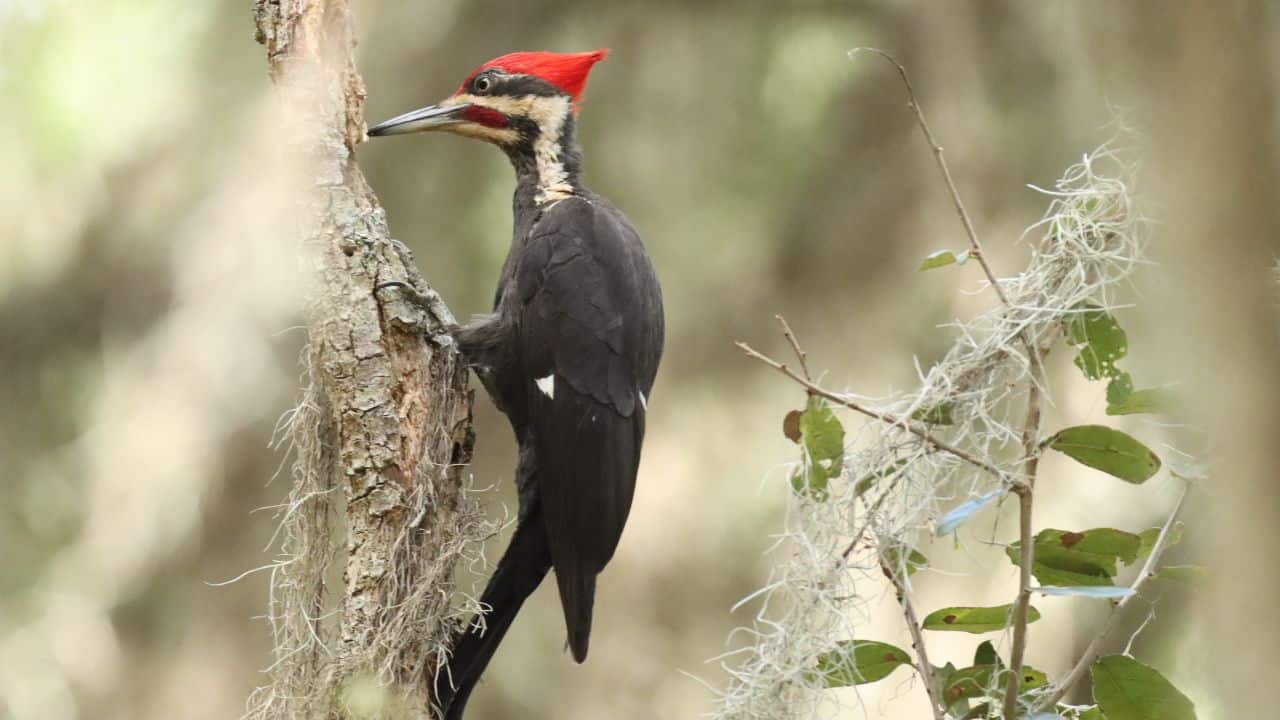 Ivory-Billed Woodpecker: The ivory-billed woodpecker, a large woodpecker thought to be extinct, is being revived through genetic research. Scientists aim to confirm its existence and potentially reintroduce the species. (Image: Canva)