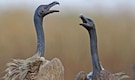Dodo to Great Auk: 10 Extinct Birds Scientists Are Trying to Revive Dodo to Great Auk: 10 Extinct Birds Scientists Are Trying to Revive