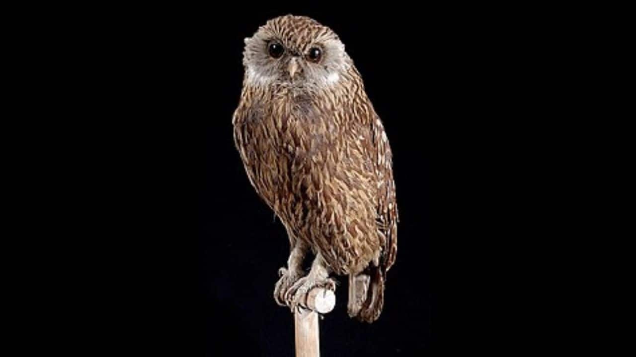 Laughing Owl: The laughing owl, a nocturnal bird that went extinct in the 20th century, is being revived through genetic research. Scientists aim to understand its behavior and ecology, and potentially reintroduce the species. (Image: Wikipedia)