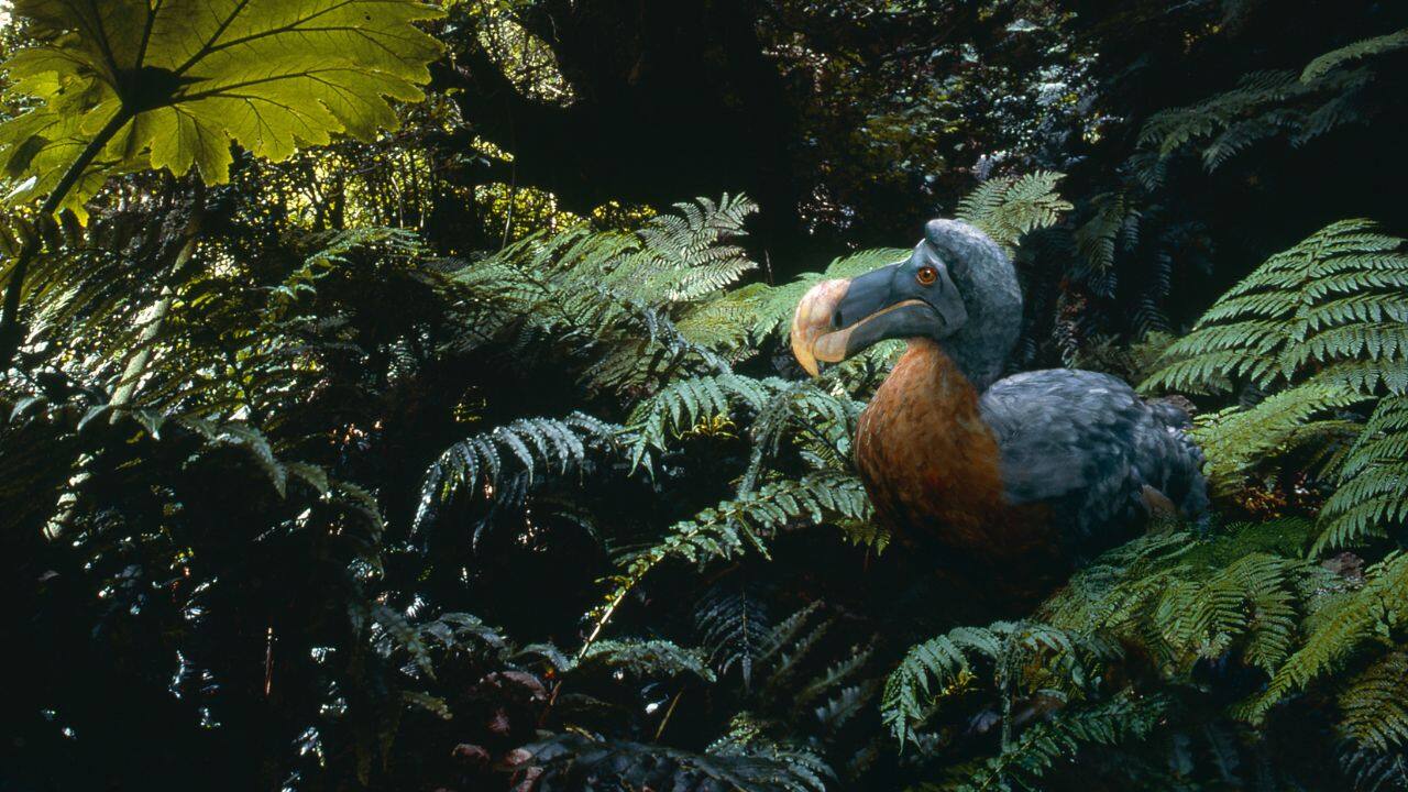 Dodo: The iconic dodo, extinct since 1662, is being revived through genetic engineering. Scientists aim to bring back its unique characteristics and adaptability. (Image: Canva)