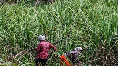 India sees ‘bumper’ sugar crop, allowing exports next season