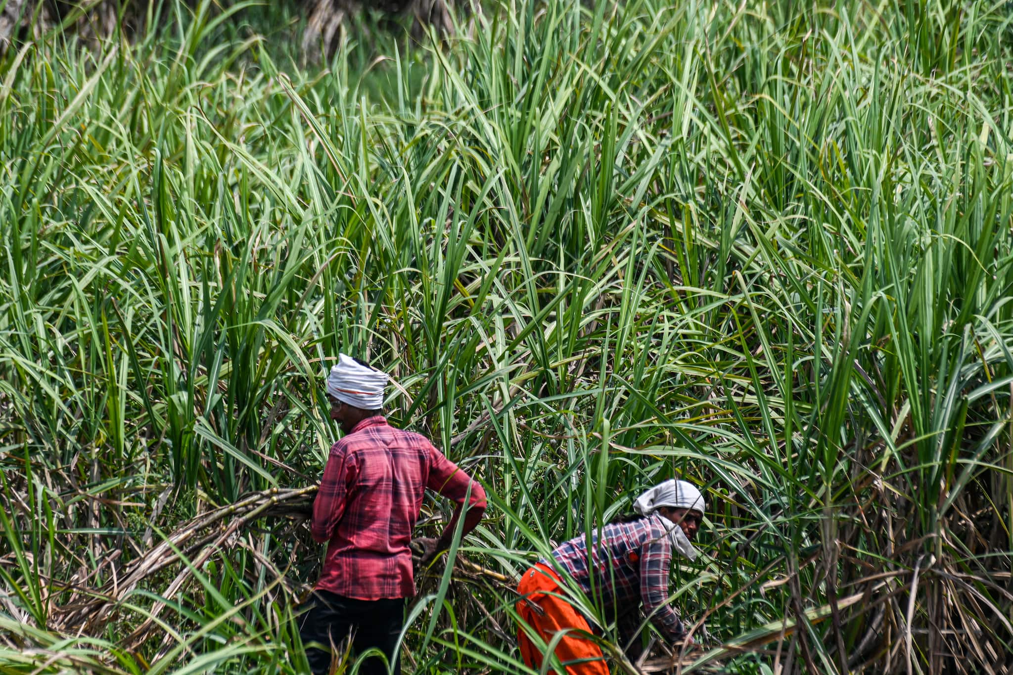 India sees ‘bumper’ sugar crop, allowing exports next season