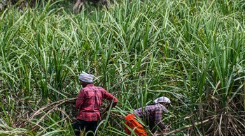 India's overseas sugar sales slowed in recent months as supplies from Brazil increased.
