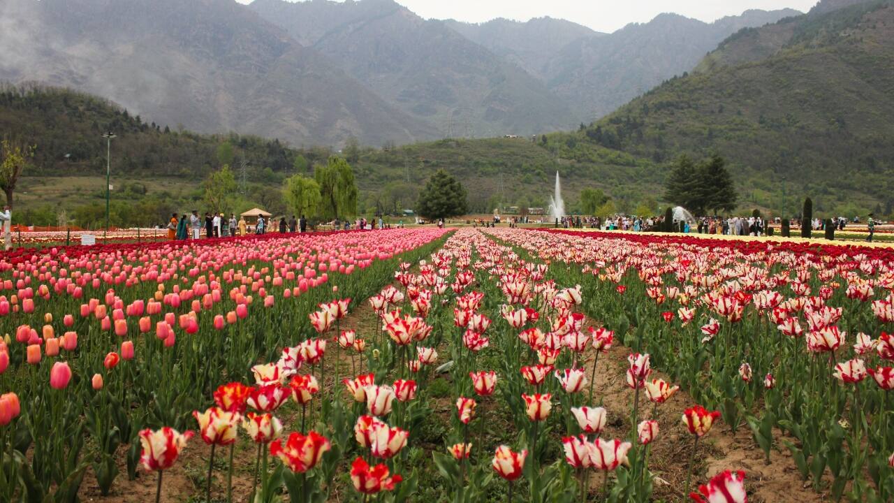 1. The Tulip Festival in Srinagar Best time to visit: Late March to mid-April Srinagar in spring is a sight to behold, with Asia’s largest tulip garden transforming into a sea of red, yellow, and purple blooms. Take a romantic stroll through the vibrant fields, then set sail on a shikara ride across Dal Lake as the snow-capped Himalayas create a breathtaking backdrop. It’s nature’s way of writing the perfect love story. (Image: Canva)