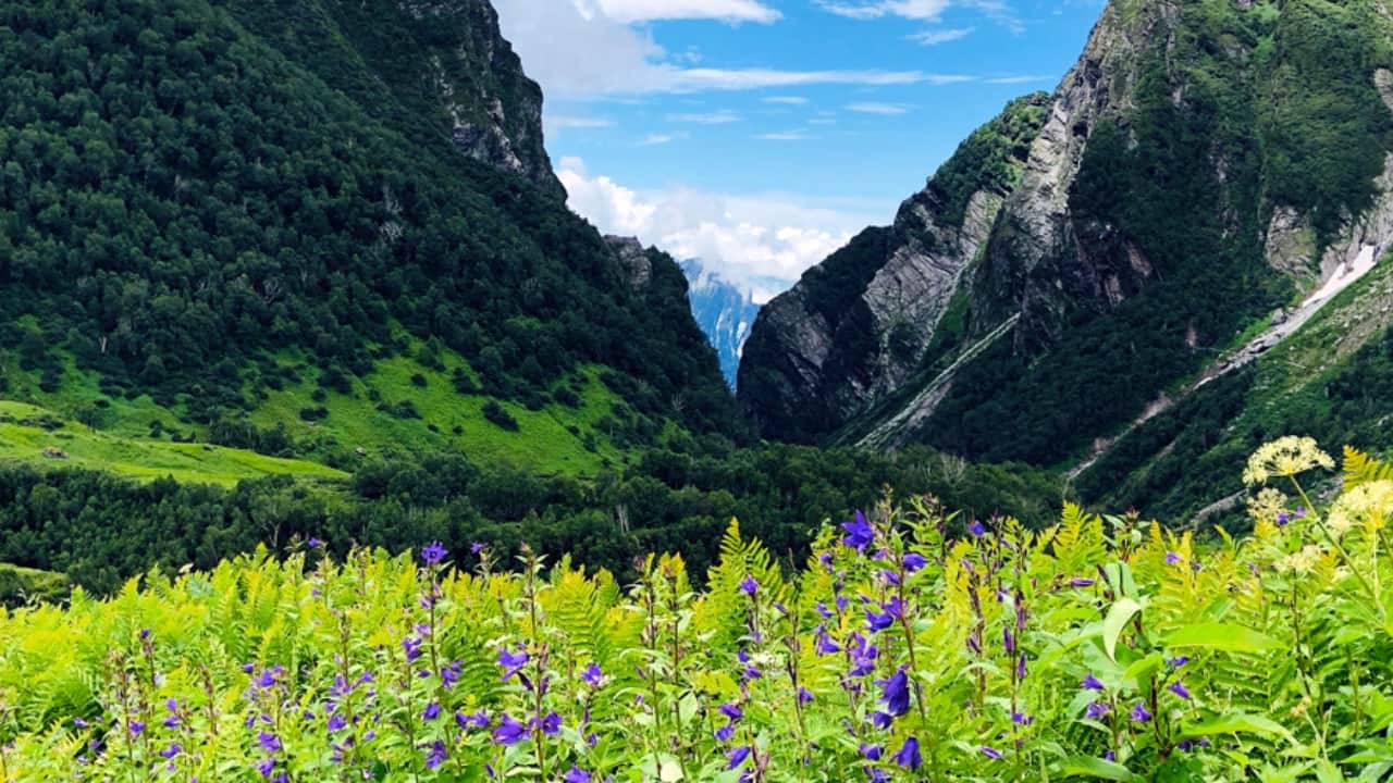 6. The Valley of Flowers National Park, Uttarakhand Best time to visit: Early October Tucked in the Himalayas, this UNESCO-listed paradise bursts into a vibrant floral wonderland, with rare blooms like the Himalayan blue poppy and Brahma Kamal. Lose yourselves in misty trails, breathe in the crisp mountain air, and let nature’s most beautiful love letter unfold before your eyes. (Image: Canva)