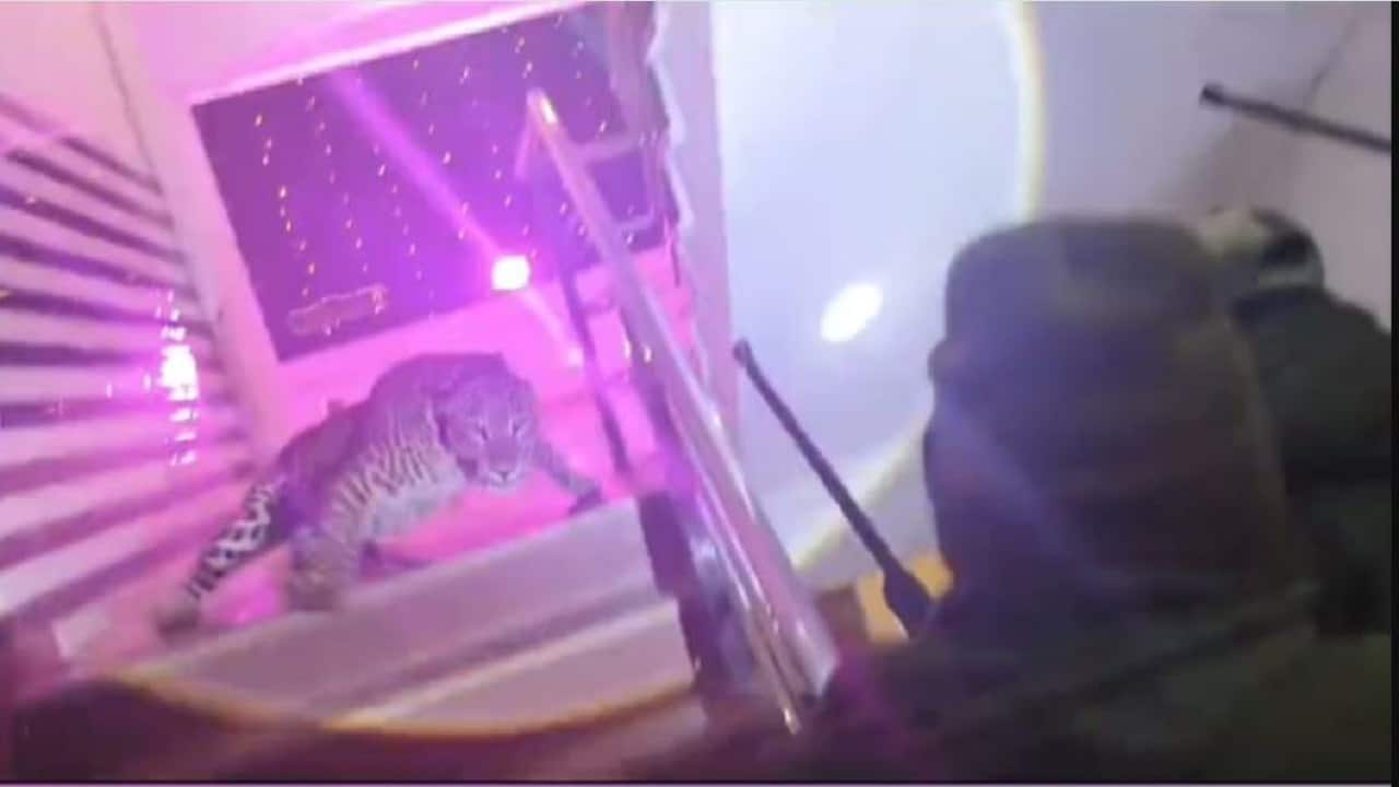 Leopard gatecrashes Lucknow wedding: Forest official injured; guests safely evacuated Leopard gatecrashes Lucknow wedding: Forest official injured; guests safely evacuated
