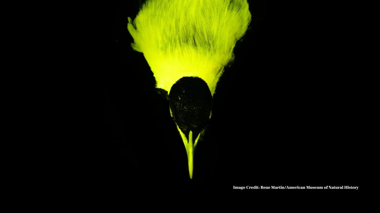 Birds of Paradise Use Biofluorescence to Glow Hypnotically During Mating Birds of Paradise Use Biofluorescence to Glow Hypnotically During Mating