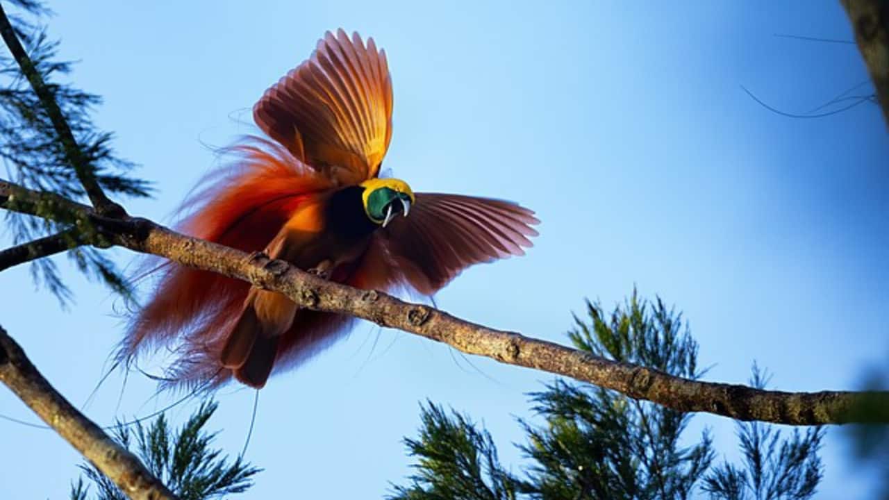 Birds of Paradise