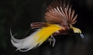 Birds of Paradise Use Biofluorescence to Glow Hypnotically During Mating Birds of Paradise Use Biofluorescence to Glow Hypnotically During Mating