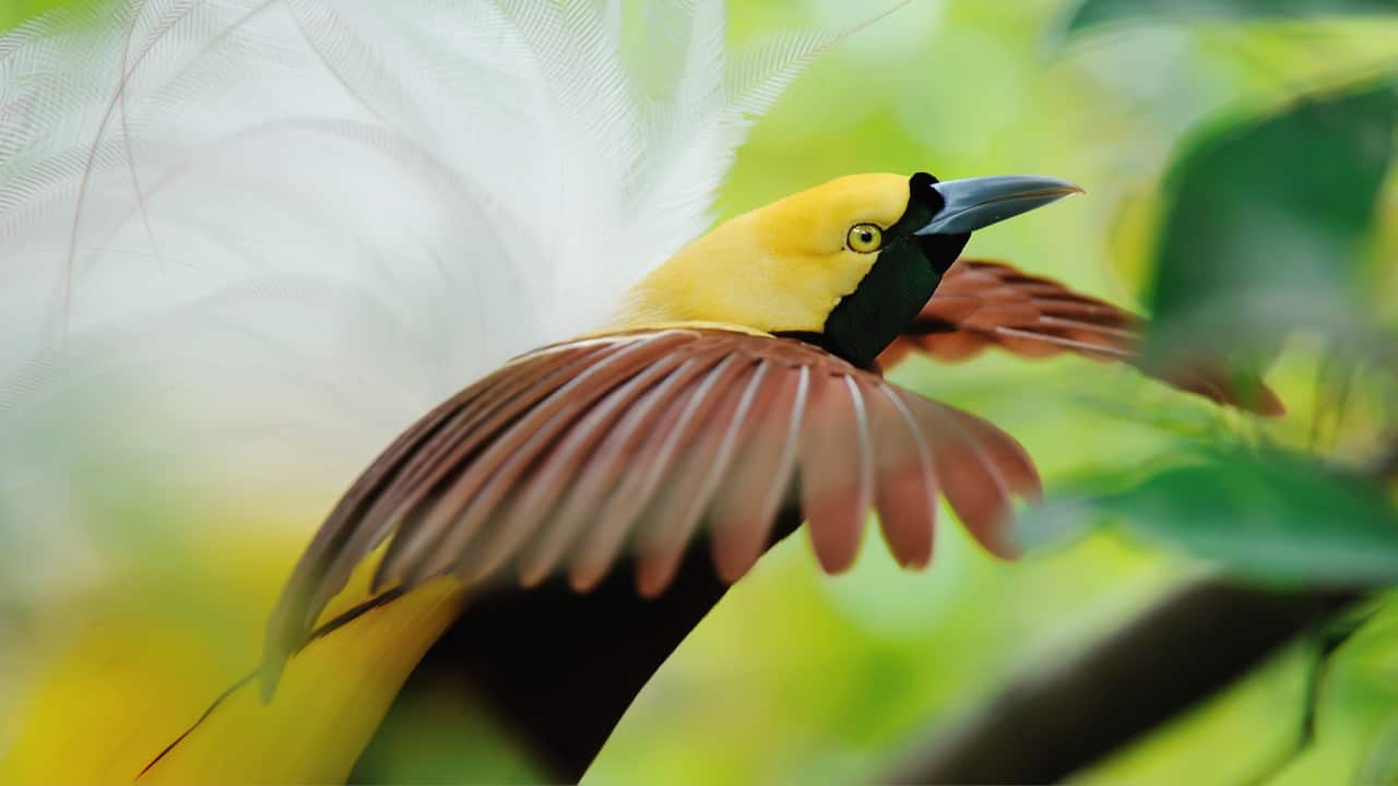Bird of Paradise