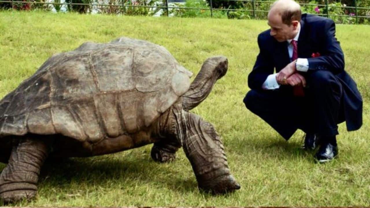 Legacy: Jonathan's remarkable life has inspired many, highlighting the importance of conservation and the fascinating world of tortoises. (Image: @Mari_Edinburghs/X)