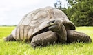 Meet Jonathan The Tortoise: The oldest living land animal in the world Meet Jonathan The Tortoise: The oldest living land animal in the world