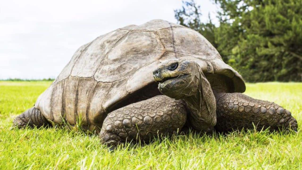 Oldest Tortoise: Meet Jonathan, the oldest living animal in the world, a Seychelles giant tortoise. He lives on the island of Saint Helena. (Image: @Tortoiseoftheda)