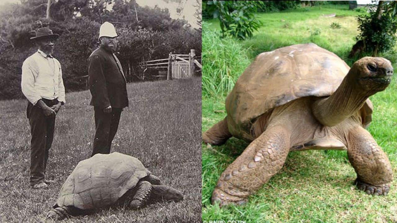 Age and Record: Jonathan is 192 years old, making him the oldest-living land animal on Earth, according to Guinness World Records. (Image: @AgBioWorld/X)