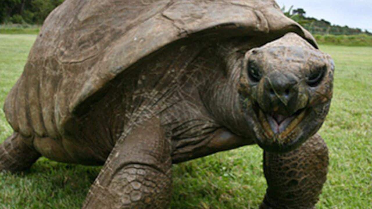 Care and Conservation: Jonathan is cared for by the Saint Helena National Trust, which ensures his well-being and provides a safe habitat. (Image: @mariolopezviva/X)