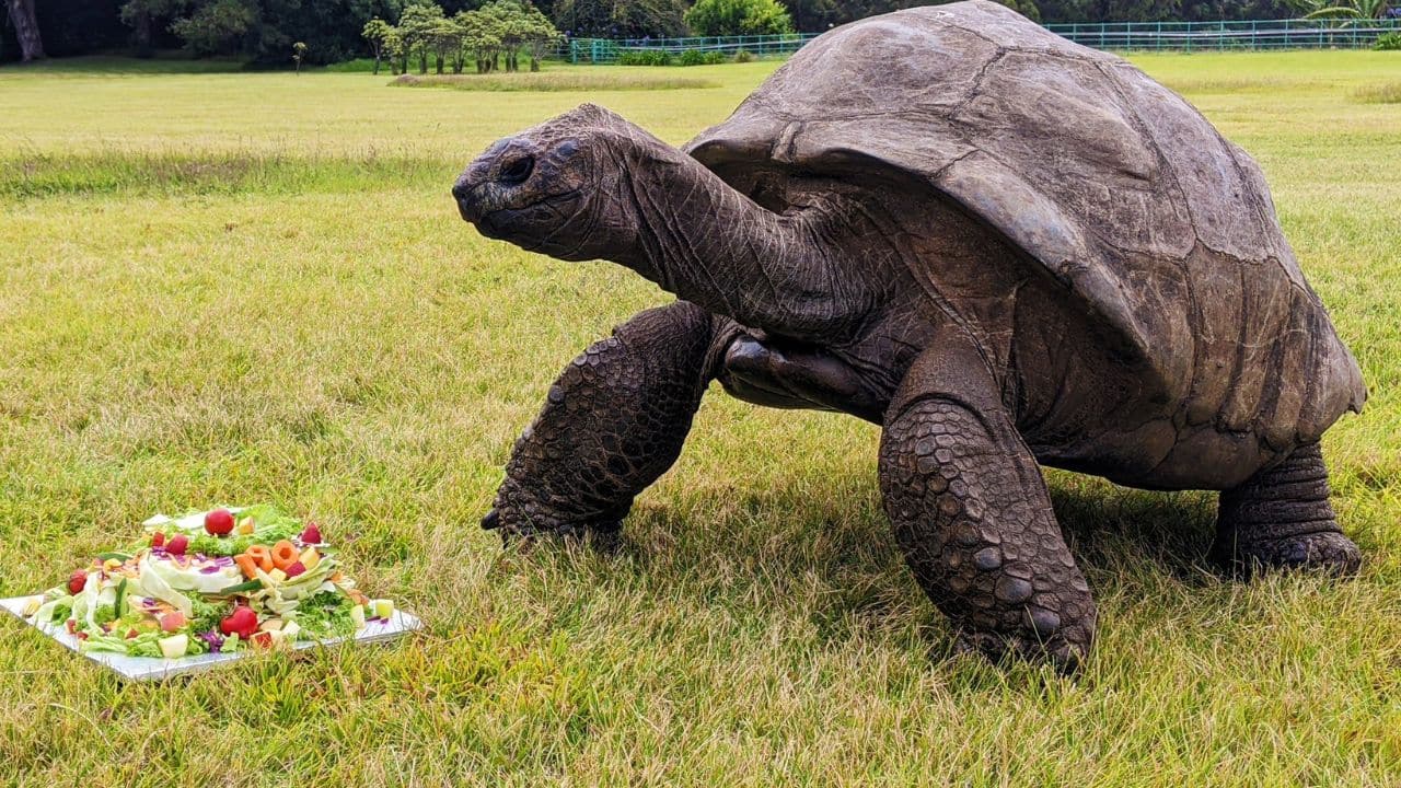 Celebrity Status: Jonathan has become a celebrity on the island, attracting tourists and media attention. He has even been featured on various media channels. (Image: @GWR/X)