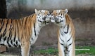 Wild Love Story: Separated as Cubs, This Tiger Traveled 200 KM to Find Its Ex-Mate Wild Love Story: Separated as Cubs, This Tiger Traveled 200 KM to Find Its Ex-Mate