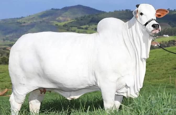 Indian-Origin Cow Sets Guinness World Record as Most Expensive Cow at Rs 40 Crore Indian-Origin Cow Sets Guinness World Record as Most Expensive Cow at Rs 40 Crore