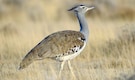 Meet the World's Heaviest Flying Bird Meet the World's Heaviest Flying Bird